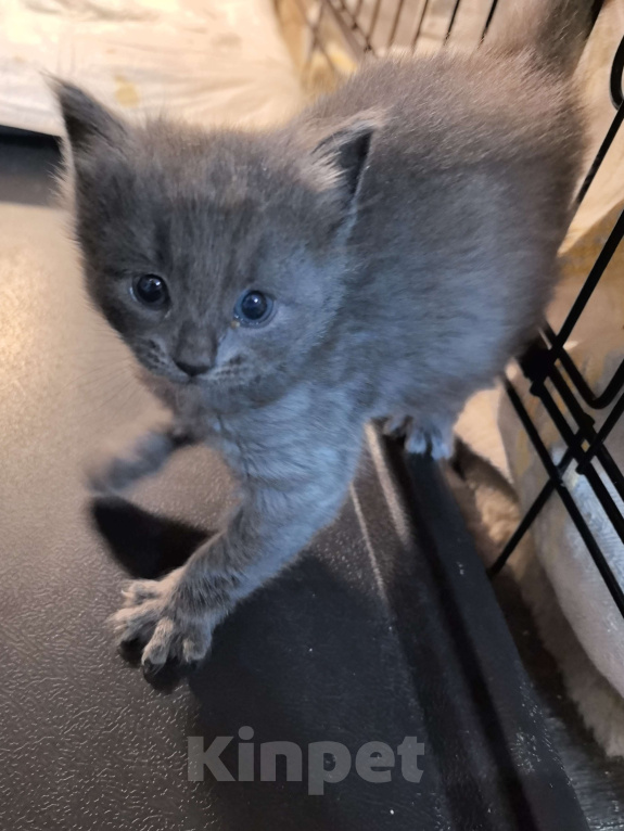 Кошки в Санкт-Петербурге: Котёнок Ариэль ищет дом Девочка, Бесплатно - фото 2