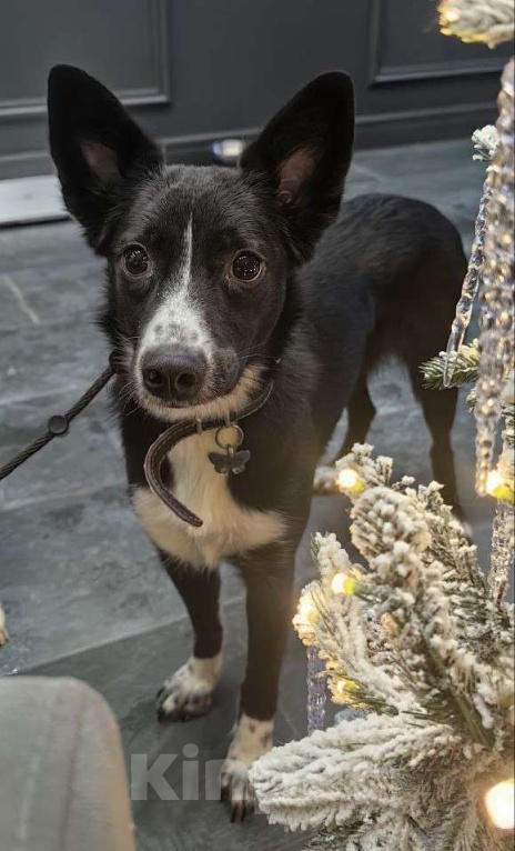 Собаки в Москве: Лизонька Девочка, Бесплатно - фото 4