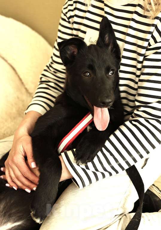 Собаки в Москве: Щенок бесплатно в Москве Девочка, Бесплатно - фото 8