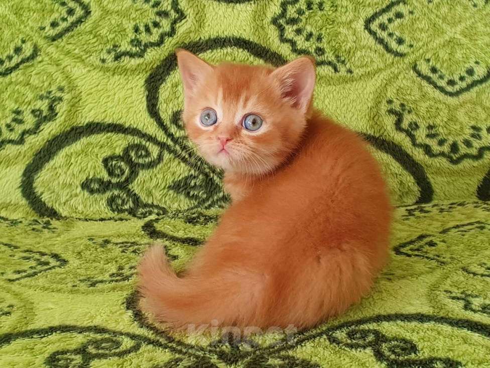 Кошки в Кирове: Британские красные ( рыжие) котята Мальчик, 25 000 руб. - фото 1