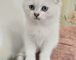 Кошки в Воронеже: Шотландские котята Девочка, 10 000 руб. - фото 3