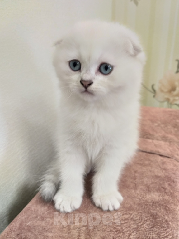 Кошки в Воронеже: Шотландские котята Девочка, 10 000 руб. - фото 3