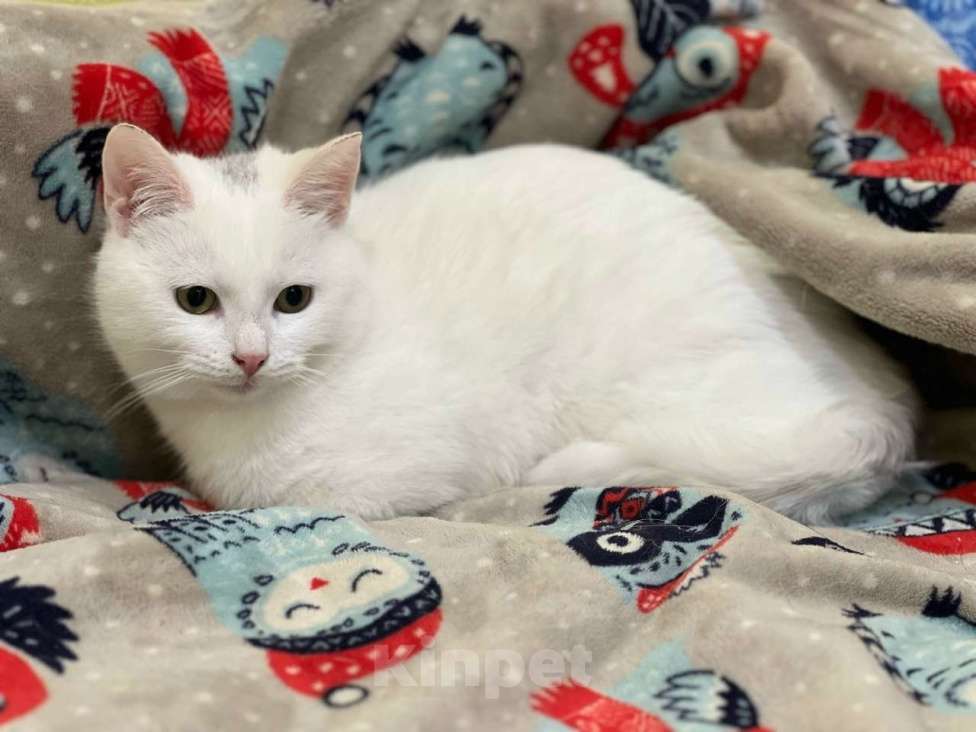 Кошки в Санкт-Петербурге: Котенок Беляшик Мальчик, Бесплатно - фото 2