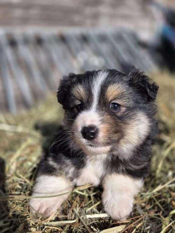 Собаки в других городах Московской области: миниатюрная американская овчарка Мальчик, 80 000 руб. - фото 1