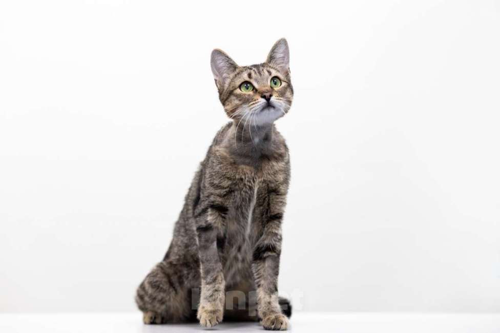 Кошки в Москве: Ежик Мальчик, Бесплатно - фото 3