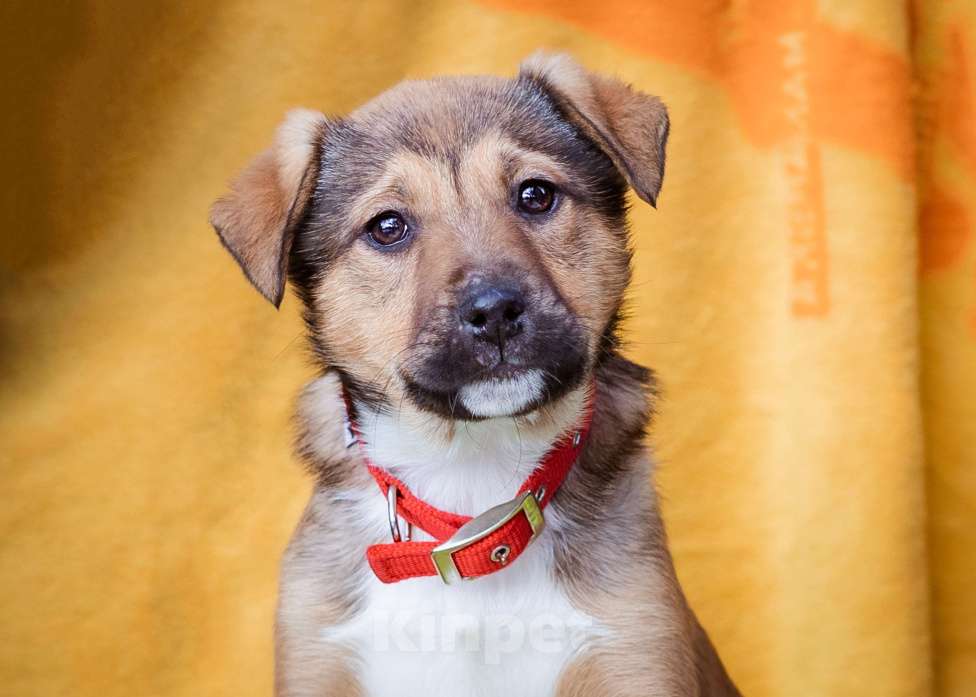 Собаки в Москве: Щенки в приюте срочно ищут дом Девочка, Бесплатно - фото 7