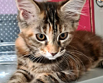 Кошки в Челябинске: Кошка Мейн-Кун  Девочка, 40 000 руб. - фото 1
