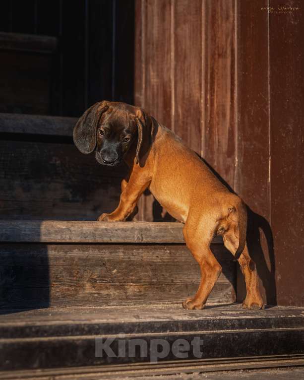 Собаки в Москве: Баварская горная гончая щенок Мальчик, Бесплатно - фото 7