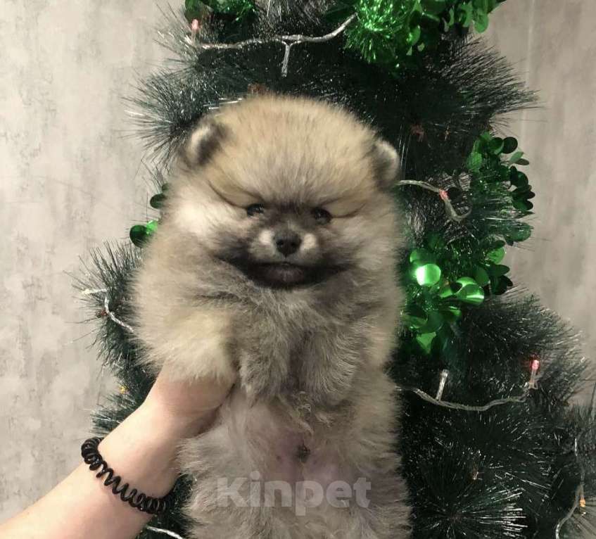 Собаки в Казани: Мини мишки Мальчик, 40 000 руб. - фото 2