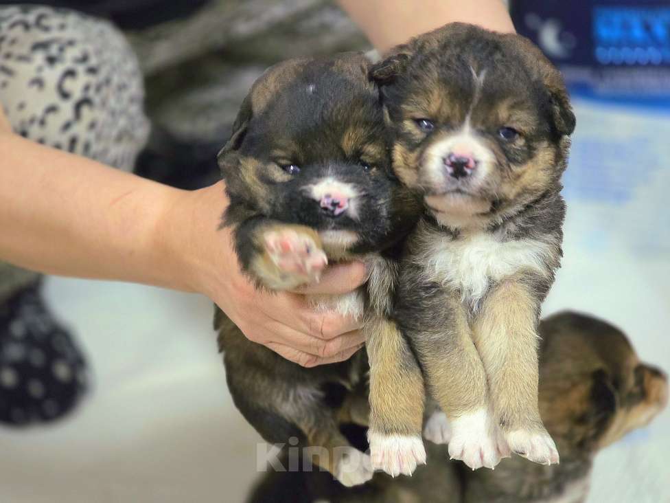 Собаки в Новосибирске: Щенок Шелдон 1 мес ждёт заботливого хозяина, доставим по Новосибирску и нсо.  Мальчик, Бесплатно - фото 2