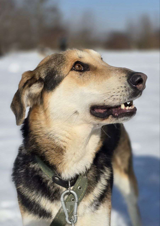 Собаки в Королеве: Нежная Лаура ждет свою семью Девочка, Бесплатно - фото 9