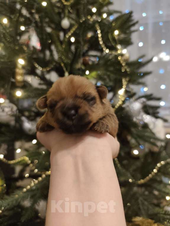 Собаки в Красноярске: Щенки норфолк терьера Девочка, 100 000 руб. - фото 3