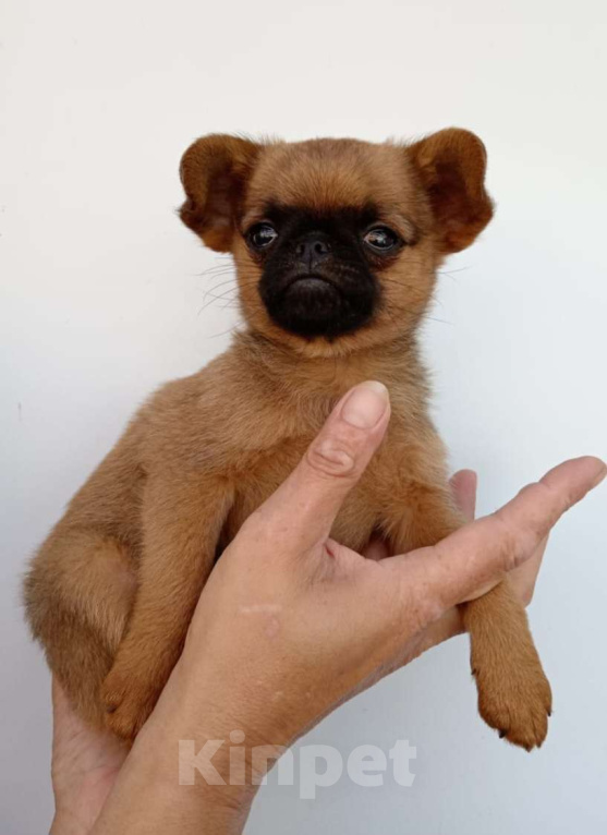 Собаки в Туле: щенок  маленькой домашней собачки  Мальчик, Бесплатно - фото 4