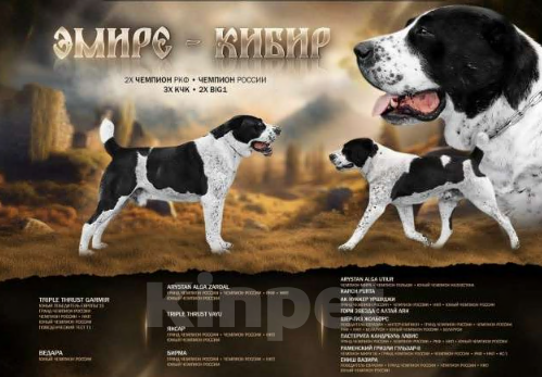 Собаки в Санкт-Петербурге: Щенки Алабая Мальчик, 80 000 руб. - фото 5