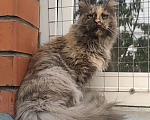 Кошки в Красноармейске: Кошка мейн кун,6 лет Девочка, 5 000 руб. - фото 2