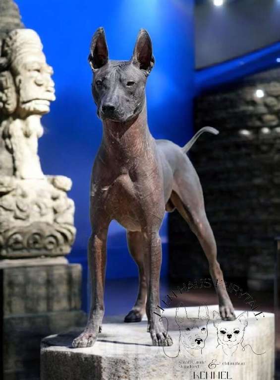 Собаки в Кемерово: ксолоитцкуинтли щенок Девочка, 70 000 руб. - фото 2