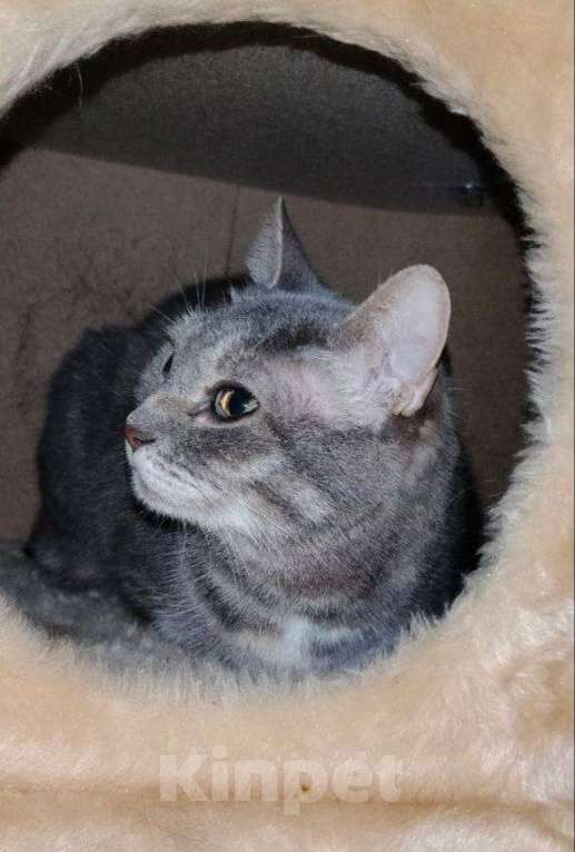 Кошки в Котельнике: Кошечка Глазастик с особенностями Девочка, Бесплатно - фото 2