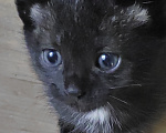 Кошки в Солнечногорске: Котята в дар Разнополые, Бесплатно - фото 2