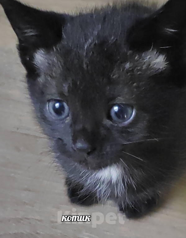 Кошки в Солнечногорске: Котята в дар Разнополые, Бесплатно - фото 2