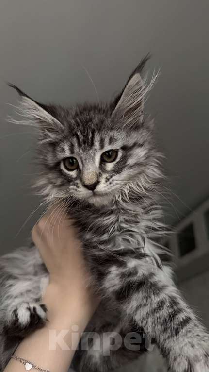 Кошки в Санкт-Петербурге: Котёнок мейн-кун Девочка, 25 000 руб. - фото 1