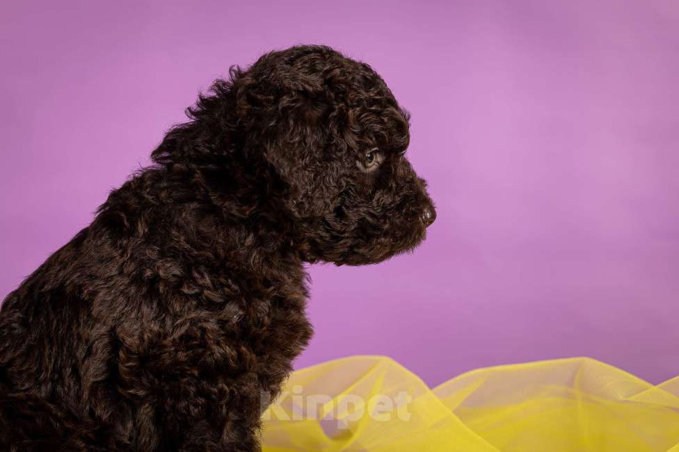 Собаки в Москве: ESMIRON Мальчик, 150 000 руб. - фото 3