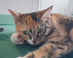 Кошки в Екатеринбурге: Котенок ищет дом Девочка, Бесплатно - фото 1