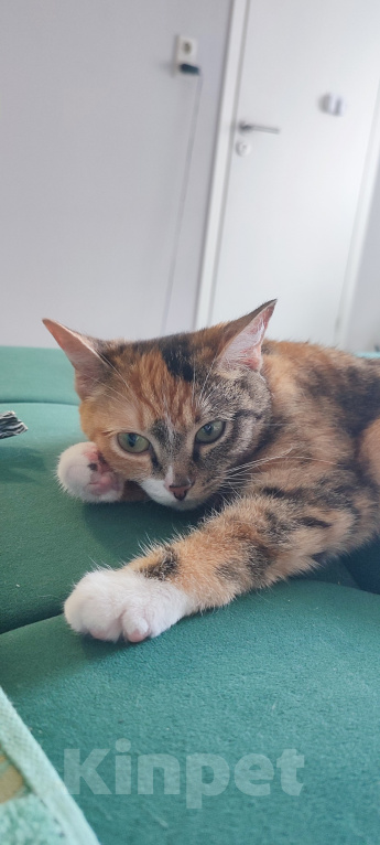 Кошки в Екатеринбурге: Котенок ищет дом Девочка, Бесплатно - фото 1