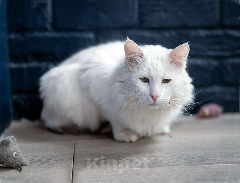 Кошки в Москве: Белоснежный красавец, домашний котик Ченя ищет дом Мальчик, Бесплатно - фото 9