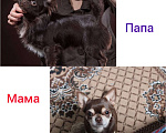 Собаки в Армавире: Шоколадный мальчишка Мальчик, 20 000 руб. - фото 6