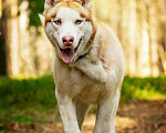 Собаки в Москве: Красавчик хаски Харт в добрые руки. Мальчик, Бесплатно - фото 9