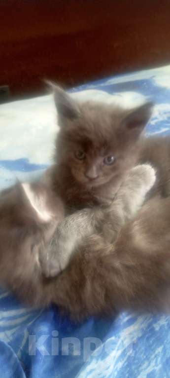 Кошки в Ачинске: Мейкунчик Мальчик, 15 000 руб. - фото 3