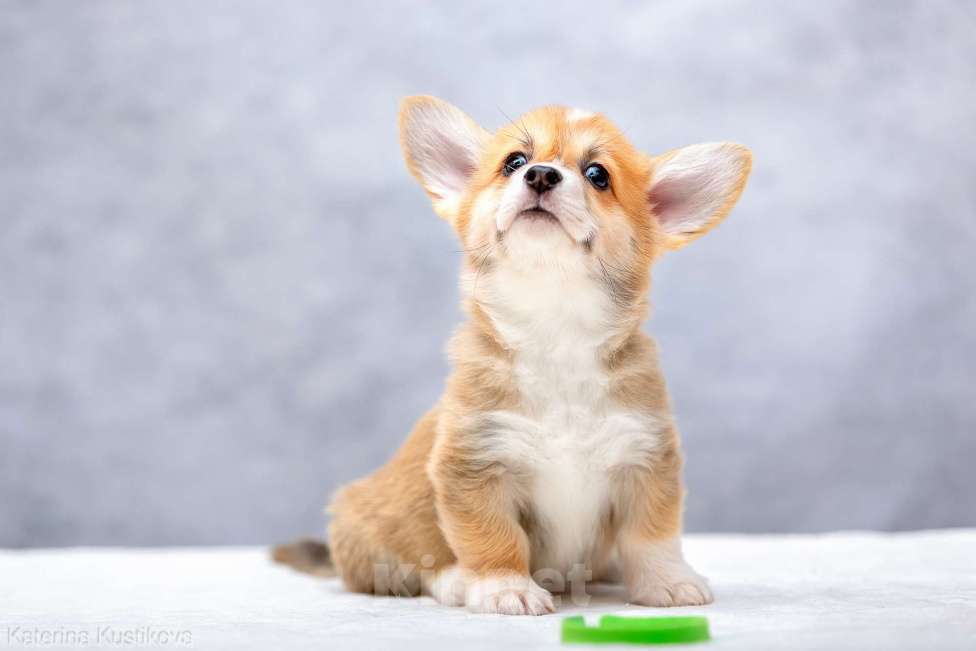 Собаки в Москве: Щенок вельш корги пемброк 3 месяца Мальчик, Бесплатно - фото 4