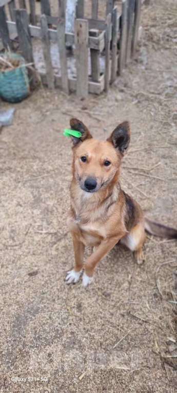 Собаки в Москве: Лана Девочка, Бесплатно - фото 3