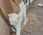 Кошки в Одинцово: Нашла кошку Одинцово! Полностью белый окрас, глаза зелёные с гетерохромией Девочка, 1 руб. - фото 5