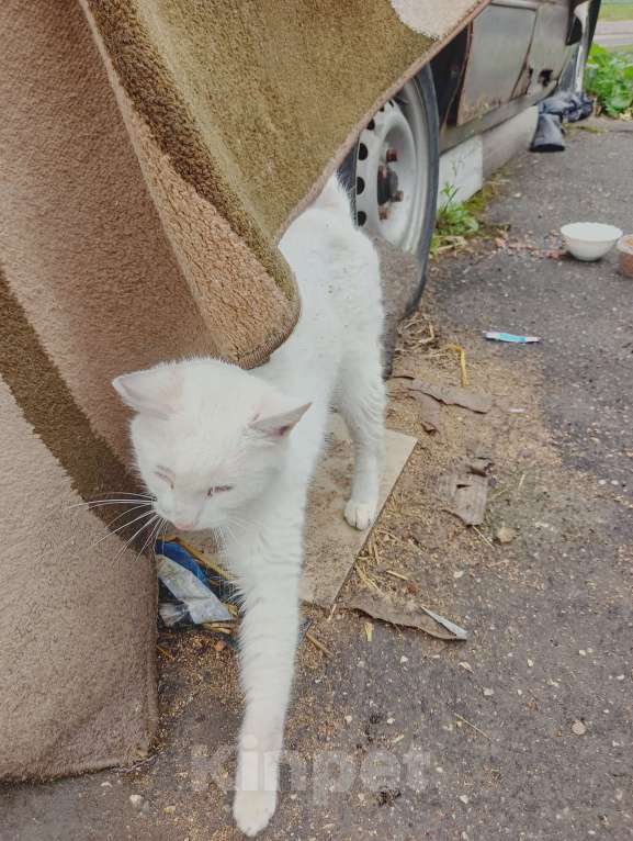 Кошки в Одинцово: Нашла кошку Одинцово! Полностью белый окрас, глаза зелёные с гетерохромией Девочка, 1 руб. - фото 5