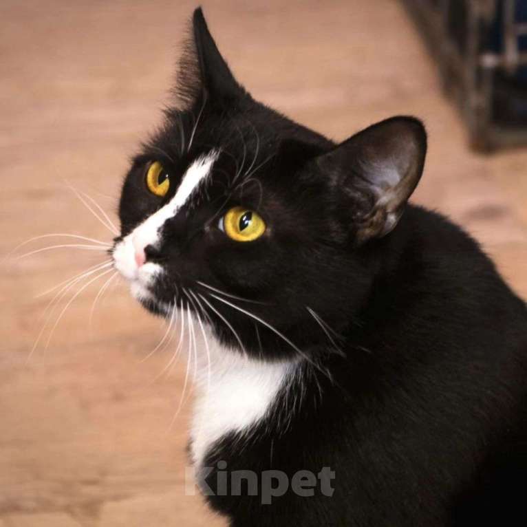 Кошки в Москве: Кошечка Латина грустит одна Девочка, Бесплатно - фото 4