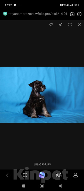 Собаки в Череповце: Астильба  Марис Девочка, 45 000 руб. - фото 2