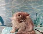 Кошки в Калаче-На-Доне: Персик, 5 000 руб. - фото 2