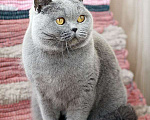 Кошки в Москве: Взрослая голубая британская девочка в добрые руки. Девочка, 20 000 руб. - фото 1