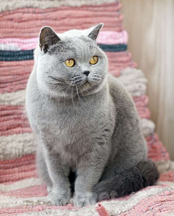 Кошки в Москве: Взрослая голубая британская девочка в добрые руки. Девочка, 20 000 руб. - фото 1