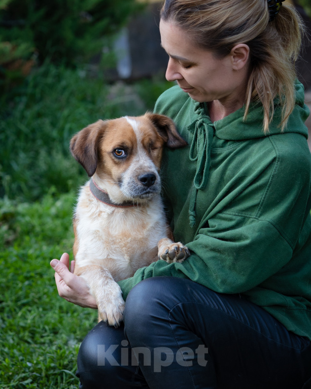 Собаки в Волоколамске: Коротколапик в добрые руки Мальчик, Бесплатно - фото 1