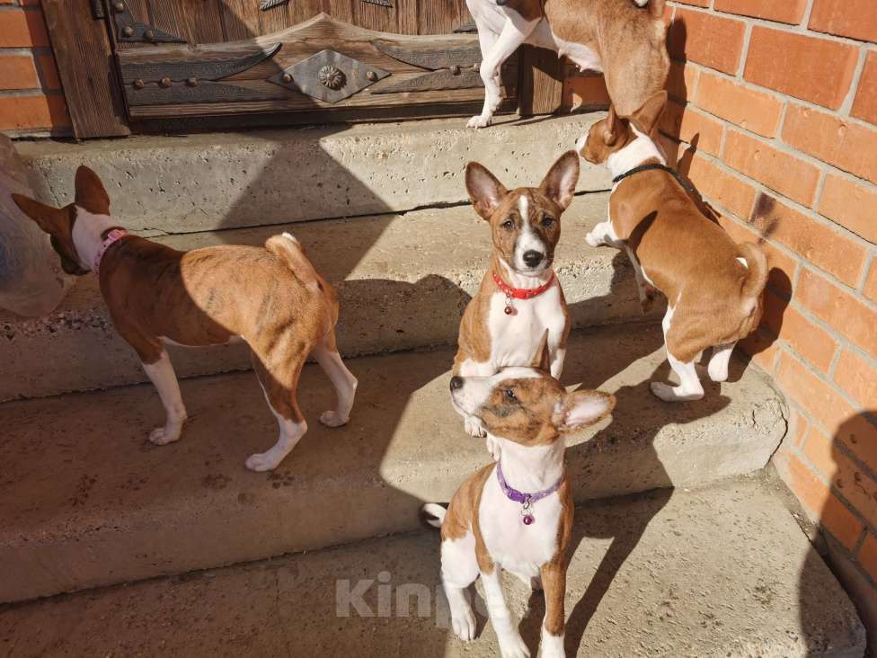 Собаки в Электроуглях: Продажа щенков басенджи Девочка, 40 000 руб. - фото 9