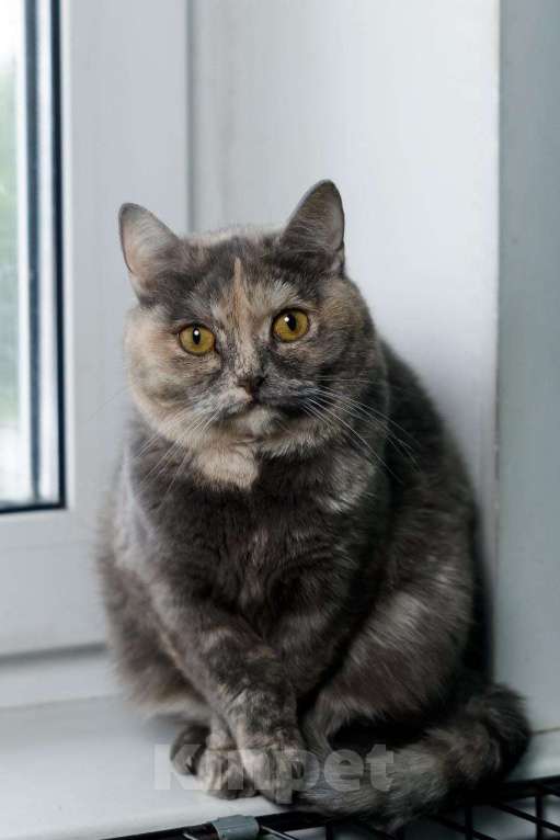 Кошки в Мытищах: Ласковая Василиса  Девочка, Бесплатно - фото 2