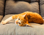 Кошки в Серпухове: Котенок Мальчик, Бесплатно - фото 5
