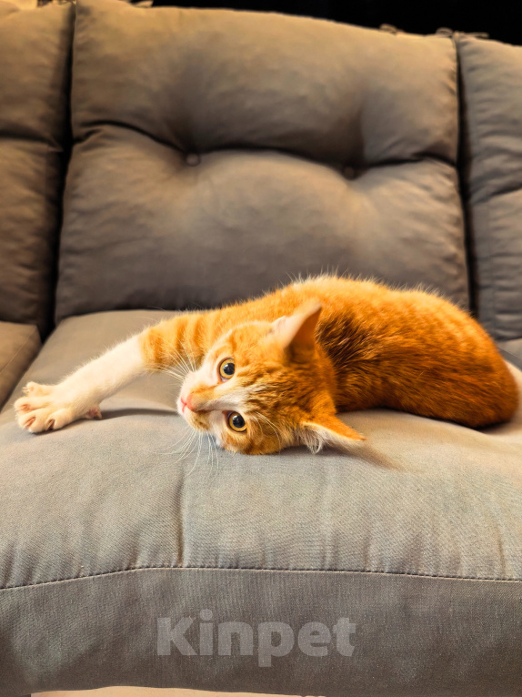 Кошки в Серпухове: Котенок Мальчик, Бесплатно - фото 5