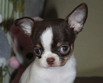 Собаки в Москве: Девочка чихуахуа шоколадный триколор Девочка, 45 000 руб. - фото 4