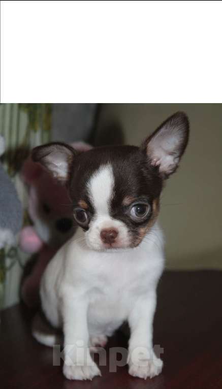 Собаки в Москве: Девочка чихуахуа шоколадный триколор Девочка, 45 000 руб. - фото 4