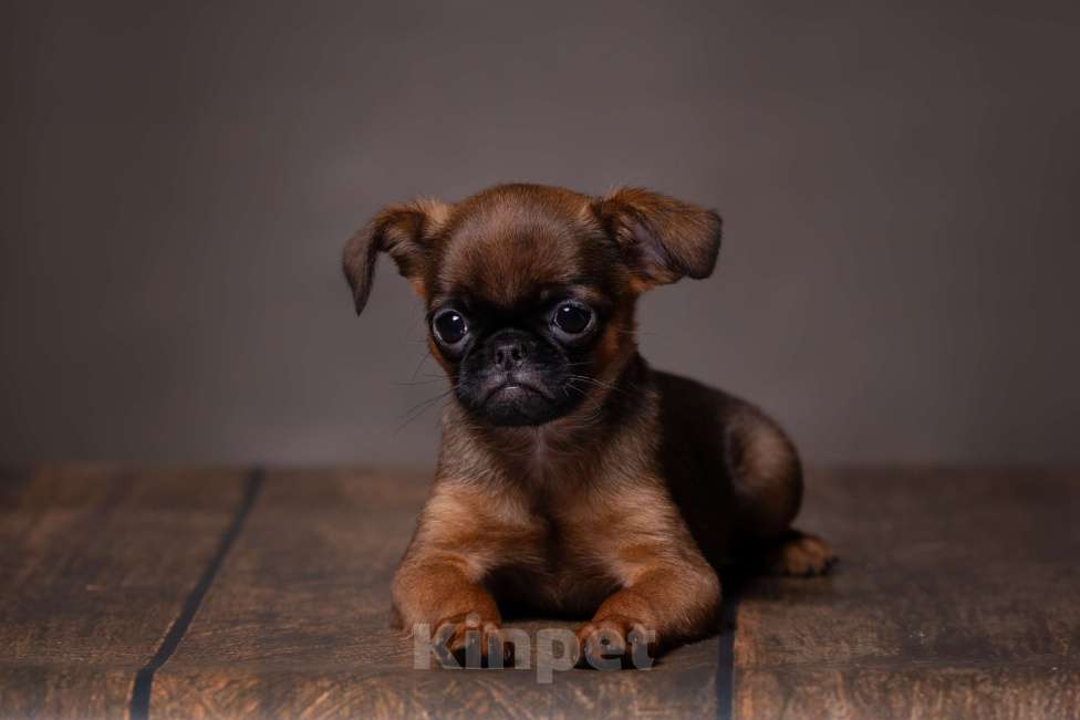 Собаки в Балаково: Детки Мальчик, 65 000 руб. - фото 1