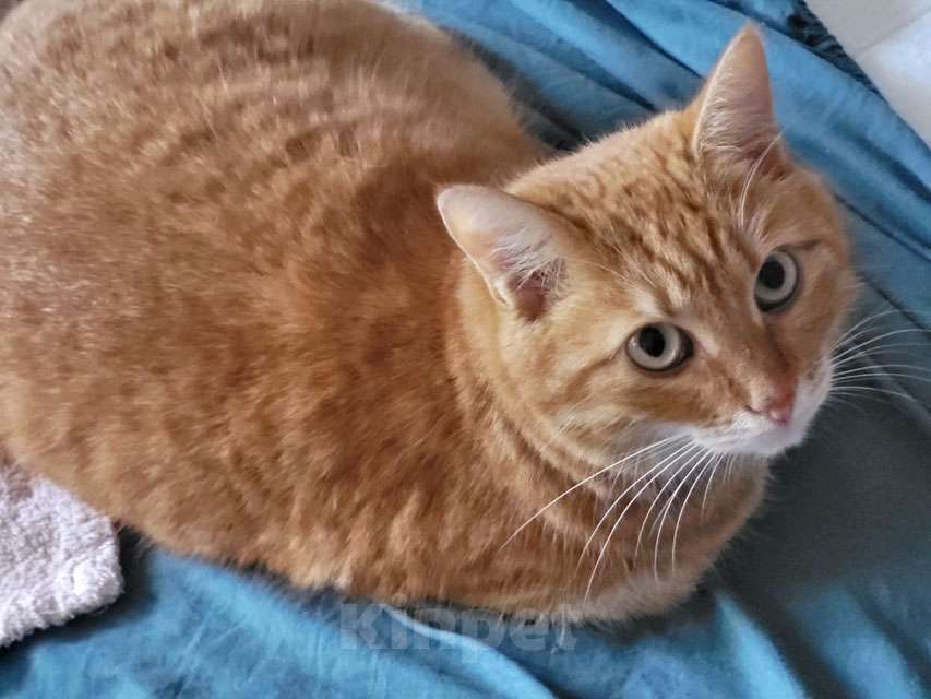 Кошки в Москве: Воспитанная интеллигентная рыжая кошечка Алиса ищет дом Девочка, 10 руб. - фото 4