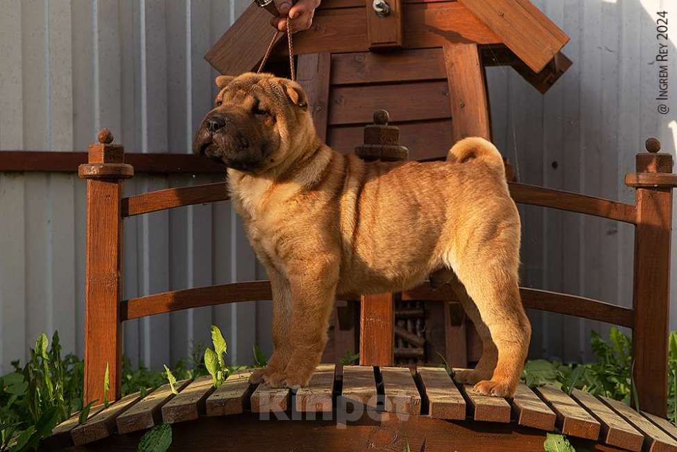 Собаки в Москве: Щенок шарпея Гуго Мальчик, 18 000 руб. - фото 6